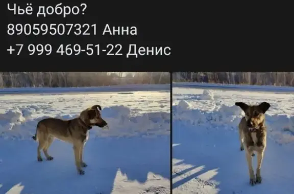 Найдена собака на Технопарковой в Кольцово