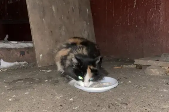 Найдена кошка на улице Годовикова, Москва