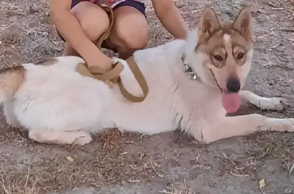 Пропала собака на улице Космонавтов, 11, возраст год, метис хаски.