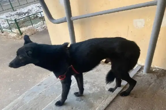 Найдена собака в Новом Измайлово, Балашиха - ищем хозяев!