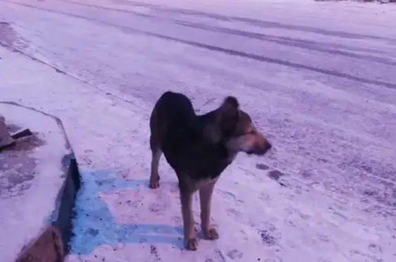Собака возле ТЦ Балкания ищет дом