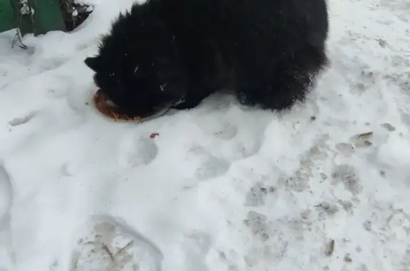 Найдена кошка на ул. Толстого, 96 в Новосибирске