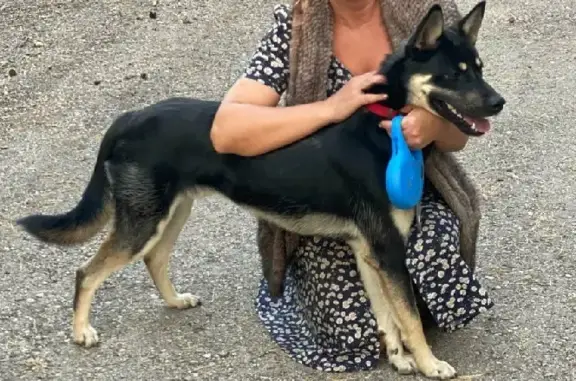 Пропала собака на Лесопарковом шоссе, Тольятти