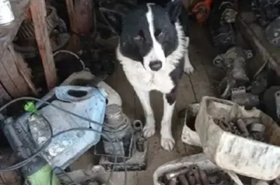 Найдена собака в Безенги, Кабардино-Балкария