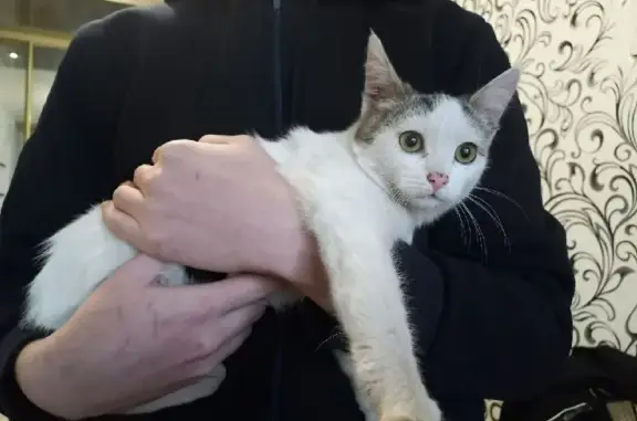 Найдена кошка на улице Дунаева, 36, Иваново