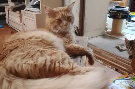 Пропала крупная рыжая кошка в Нижегородской области