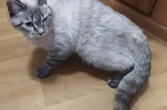 Кошка найдена на пр. Мира 11, Томск.