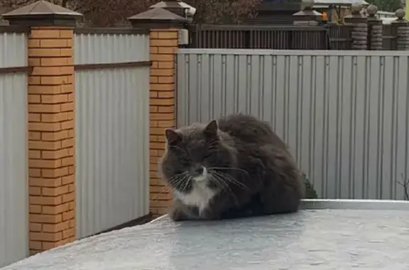 Кошки потеряшки, район Внуково, фото: Потеряшка кошка, найдена в Чехове