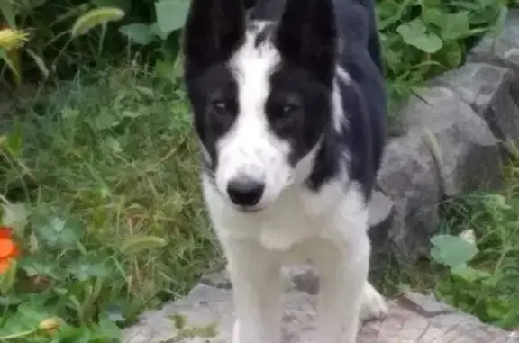 Пропала собака в Партизанском, Березовая роща, Ягул, Западно Сибирская Лайка.