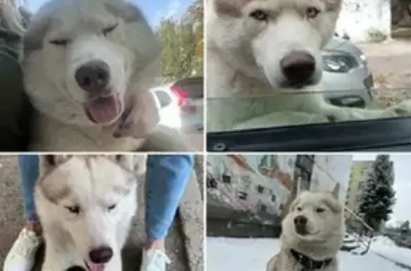 Пропала собака Хаски на Коллективной, 49 в Пятигорске