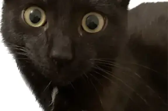 Пропала черная кошка на Алтайской улице, 6