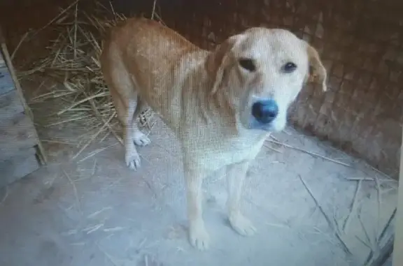 Собаки потеряшки, Астрахань, фото: Потеряшка собака Яра на 1-й Литейной, 12А, Астрахань