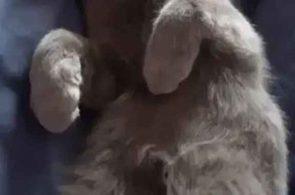 Кошки потеряшки, Санкт-Петербург, фото: Потеряшка британский кот Роналду на Железнодорожной улице, 30