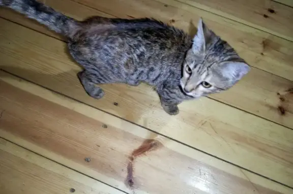 Найдена кошка на ул. Володарского, 37 в Ветлуге