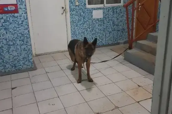 Собака Овчарка найдена на улице Евстафьева, 9 (Балашиха)