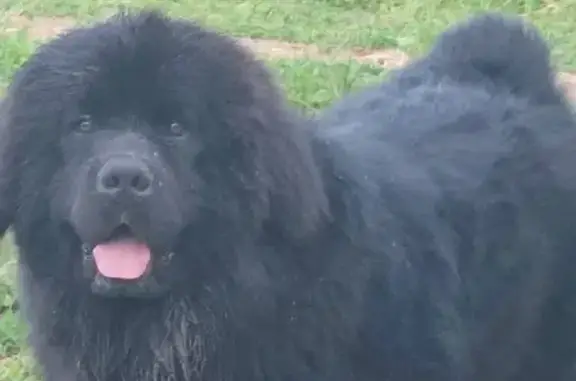 Пропала собака Ньюфаундленд, окрас чёрный, потерялся на Донинском шоссе.