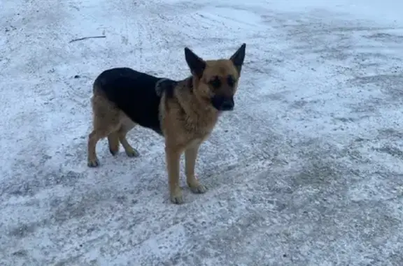 Найдена собака в Ульянино с оранжевым ошейником