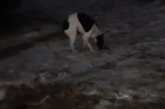 Найдена худая собака с ошейником на улице Ленина, Ставрополь