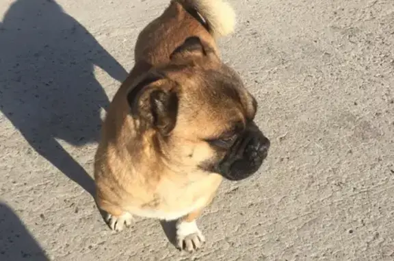 Собака на ул. Северный Обход, Ставрополь - похожа на мопса, ласковая и домашняя.
