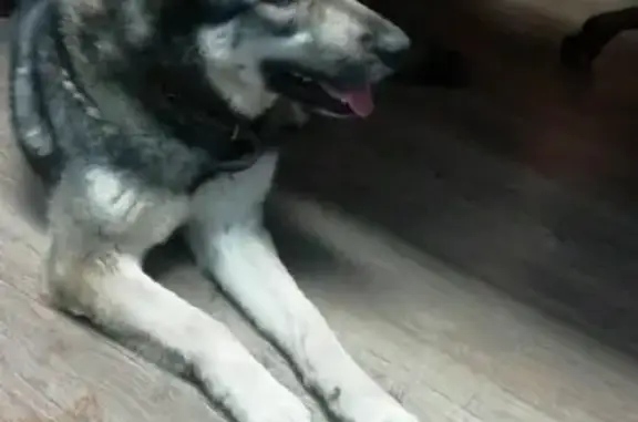 Собака Метис найдена на Новой Басманной улице, адрес: ул. Новая Басманная, 12 с2, Москва.