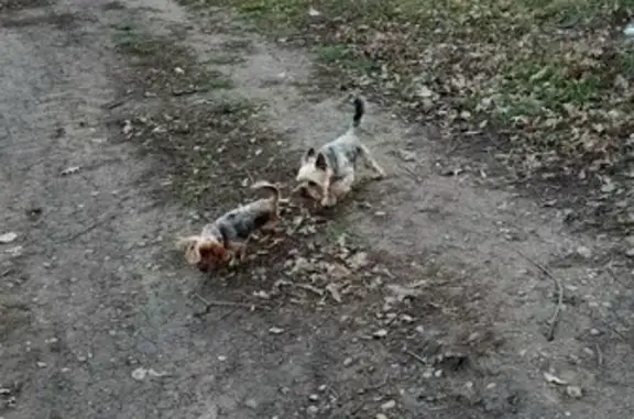Найдена собака Мальник на Константиновской, Краснодар.