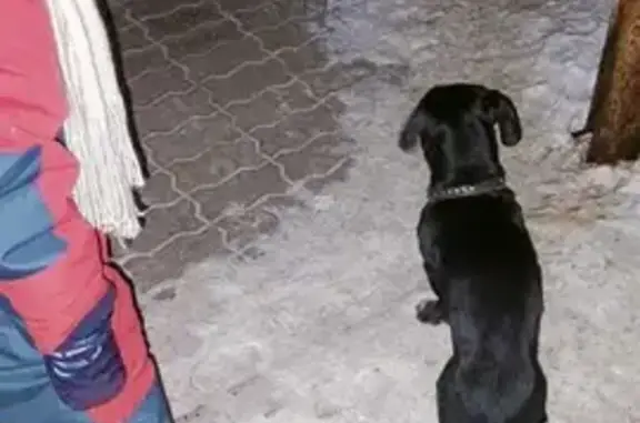 Потеряшка-собака на Локомотивной, 14Б в Хабаровске