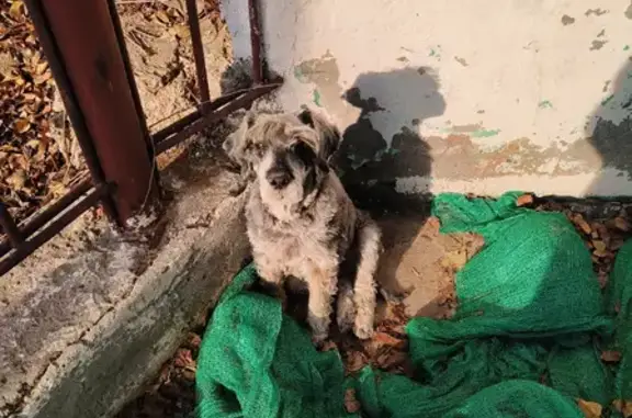 Найдена собака на Варфоломеева 1А