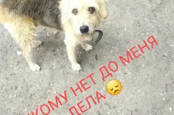 Найдена собака в Черкесске - нужна помощь!