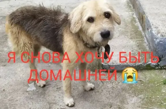 Найдена пугливая собака на улице Коста Хетагурова, 29 в Черкесске