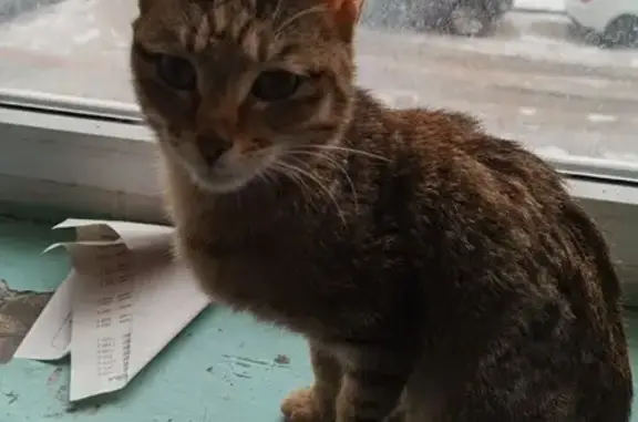 Кошка найдена на ул. 40-летия Победы, 8 в Ульяновске