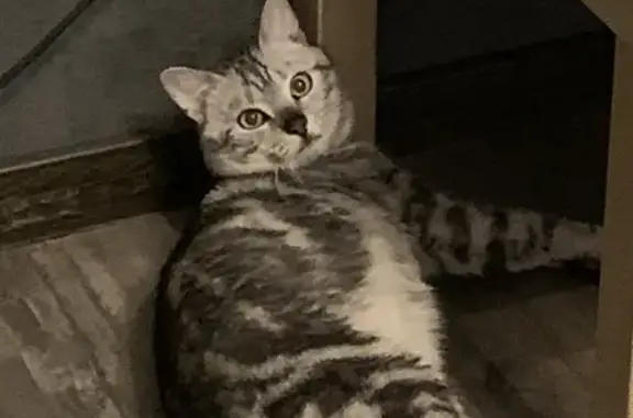 Кошки потеряшки, Санкт-Петербург, фото: Потеряшка кот Лео! Моравский пер., 3 к2, СПб