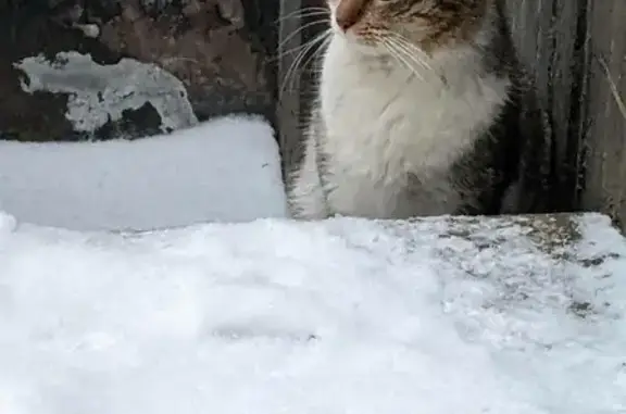 Найдена кошка на ул. Маршала Тимошенко 7
