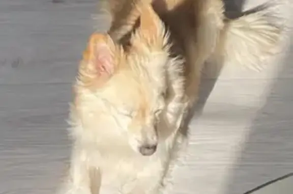 Пропала собака Мира на улице Ногина, 4 в Дедовске