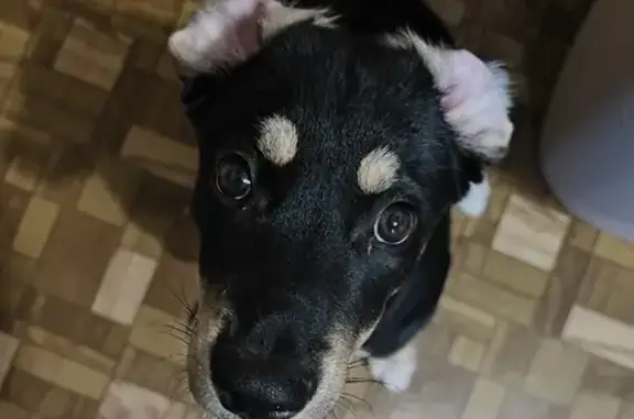 Пропала собака Боня в Киевском районе