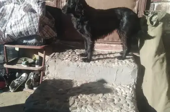 Собака найдена на Бехтерева 12Б в Астрахани.