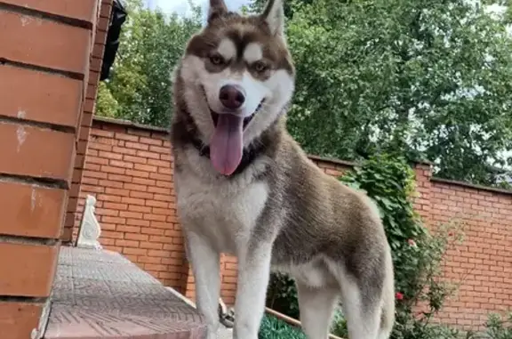 Пропала собака в Мытищах на 2-м Комсомольском переулке