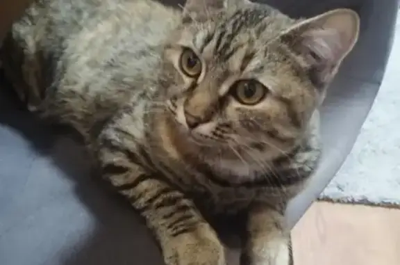 Найдена молодая кошка с ошейником на ул. Сабурова, 28