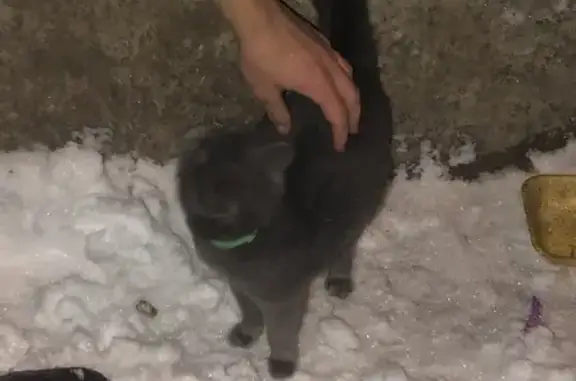 Найдена серая кошка на Московской, 43 в Липецке