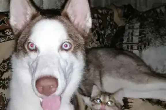 Потерянные животные Липецк, фото: Пропала хаски на улице 8 Марта в Липецке