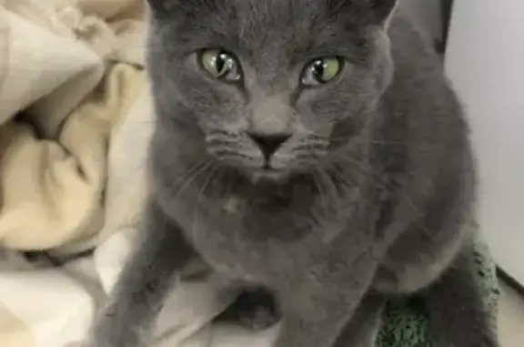 Найдена кошка с зелеными глазами на ул. Терешковой, 48