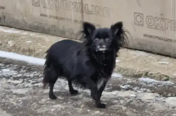 Собака без хозяина на проспекте Защитников Москвы
