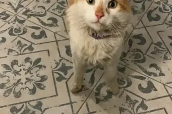 Найдена кошка на улице Беланова, 11 в Калининграде