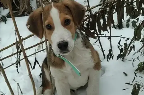 Найден щенок в Мясново, ищет новый дом