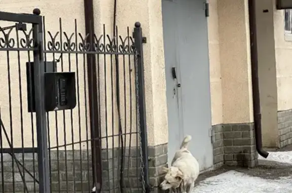 Собака Пес найдена на улице Наумова, 33 в Ярославле.