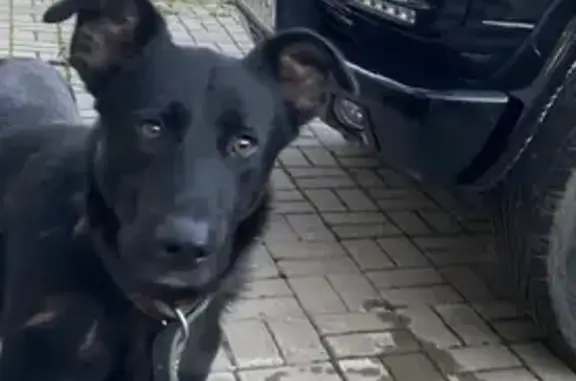 Пропала собака с Армянского переулка, Карие глаза, черная спинка и мордочка