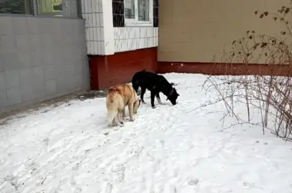 Собаки Хаски найдены на улице Декабристов, Москва