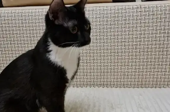 Найден домашний кот, черный с белой грудкой и лапками, ул. Республики, 241, Тюмень.