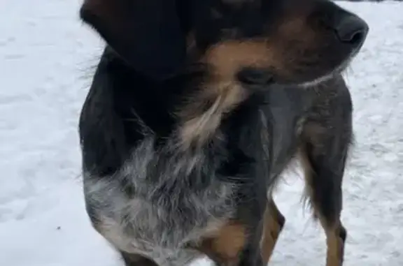 Собака Кобель найдена возле ленты в Кудрово