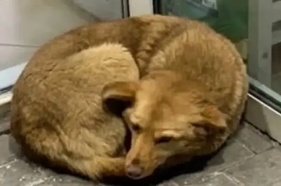 Собаки потеряшки, Москва, фото: Потеряшка собака Девочка Чили на Ленинградском проспекте, Москва.