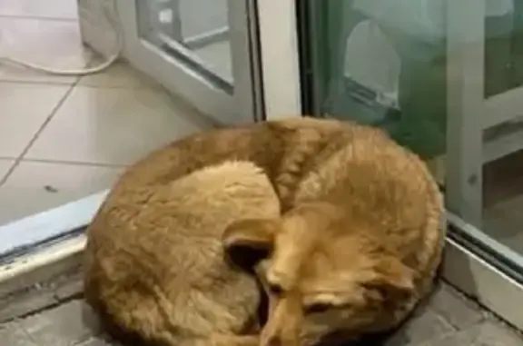 Собаки потеряшки, Москва, фото: Потеряшка собака Девочка Чили в Москве, Ленинградский проспект, 2